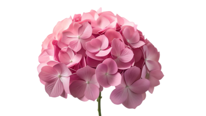 Single hydrangea with lush petals isolated on white background