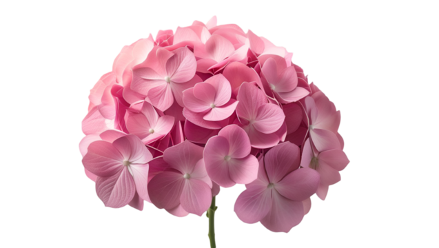 Single hydrangea with lush petals isolated on white background