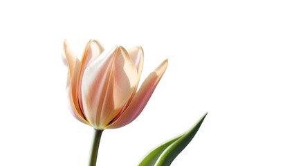 Fototapeta premium Single tulip in soft light isolated on white background