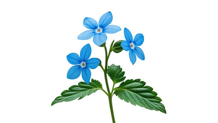 Single forget-me-not with green leaves isolated on white background
