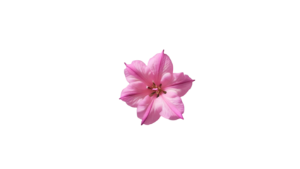Single pink azalea bloom isolated on white background