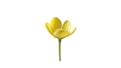 Single yellow buttercup isolated on white background
