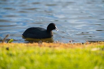 Natural Lake Warnambool Australia