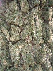 bark of a tree