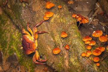 Crab with mushrooms, Phansad, Maharashtra, western Ghats, India