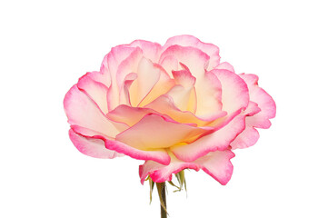 Magenta fringed rose