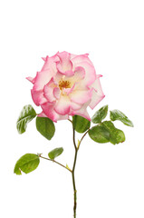 Magenta rose and foliage