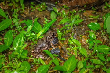 Indian Burrowing frog, phansad, maharashtra, western ghats, india
