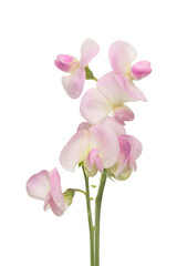 Sweet pea flowers isolated