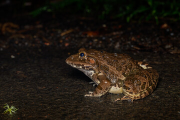 Indian Bullfrog breeding color, phansad, maharashtra, western ghats, india
