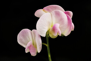 Sweet pea flowers