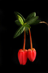 Chilean lantern tree black