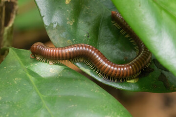 Asian giant millipede in the jungle of Vietnam