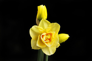 Daffodil and buds