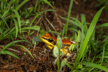 Bicolor frog-Clinotarsus-curtipes, Phansad, Maharashtra, western ghats, India