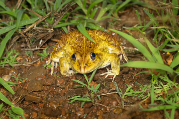 big bullfrog yellow mating plumage, phansad, India