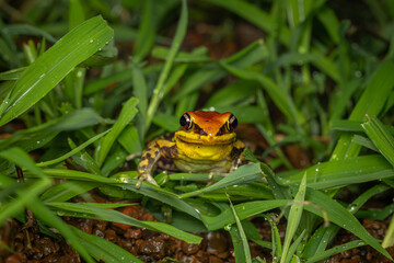 Bicolor frog-Clinotarsus-curtipes, Phansad, Maharashtra, western ghats, India