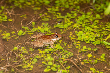 Indian skittering frog, Euphlyctis cyanophlyctis, Phansad, Maharashtra, India