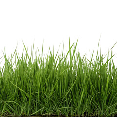 Fototapeta premium Close up of lush green grass blades isolated on transparent background