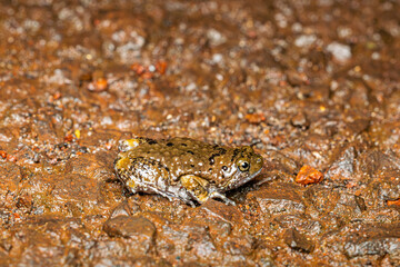 Uperodon mormorata, Sahyadri Marbled Balloon Frog, Phansad, Maharashtra, India