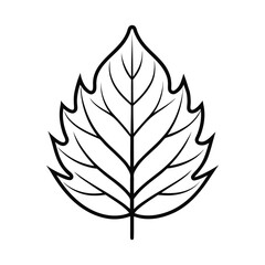 Hickory Leaf Outline Vector – Botanical Line Drawing of Tree Leaf on White Background
