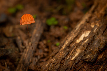 Orange pinwheel, Marasmius siccus, Phansad, Maharashtra, western Ghats, India