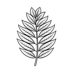 Rowan Leaf Outline Vector – Hand Drawn Mountain Ash Leaf Line Art Isolated on White Background