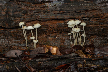 Panaeolus Cyanescens, mushroom, maharashtra, India