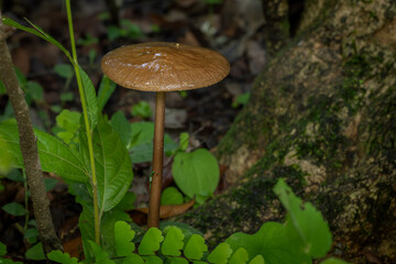 Deep Root Mushroom, Hymenopellis Radicata, Phansad, Maharashtra, western Ghats, India