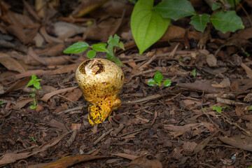 Dyeball, Pisolithus arhizus, mushroom,  Phansad, Maharashtra, western Ghats, India