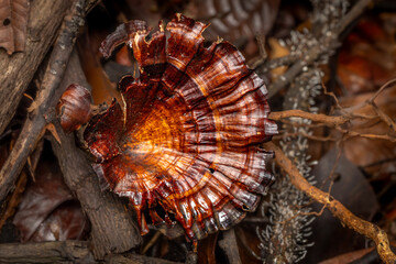 Turkey Tail, mushrooms,  Phansad, Maharashtra, western Ghats, India
