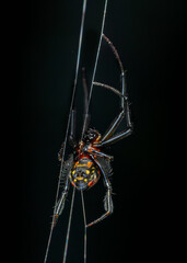 Pear Shaped Leucauge Spider, Phansad, Maharashtra, India