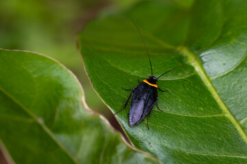 jungle, forest, cockroach, Phansad, Maharashtra, western Ghats, India