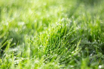 Lush Green Grass Covered in Dewdrops Shine Beautifully in the Morning Light of Dawn