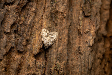 subtribe Roeseliidina moth, family Nolidae, Phansad, Maharashtra, western Ghats, India