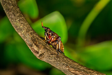 Fulgorids 2nd instar nymphs kalidasa lanternfly, Phansad, Maharashtra, India