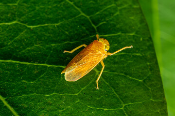 plant leaf hopper, Phansad, Maharashtra, western Ghats, India