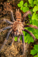 Indian Violet Tarantula closeup, Phansad, Maharashtra, India 
