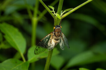 Cicada, Phansad, Maharashtra, India