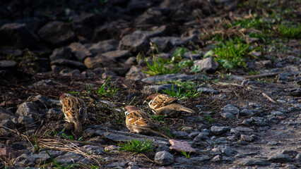 little bird on the ground