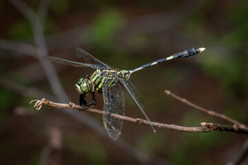 Dragonfly with kill, Blue  Ground Skimmer, Diplacodes trivialis, Phansad, Maharashtra, India