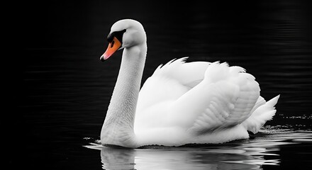 Obraz premium Elegant mute swan swimming in dark water with beautiful white feathers