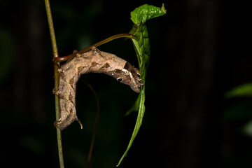 Hawk moth caterpillars, Phansad, Maharashtra, western ghats, India