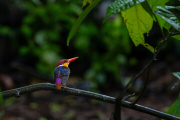 ODKF, Black-backed Dwarf-Kingfisher (Oriental Dwarf Kingfisher), Phansad, India