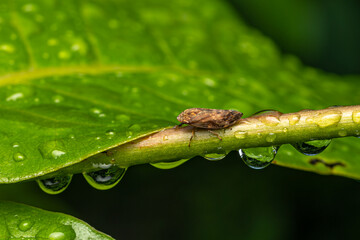 Leafhopper, brown, phansad, Maharashtra, India