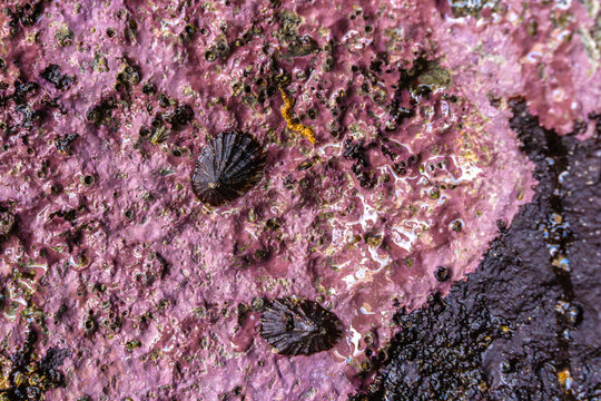 Limpets on Purple Marine Rock Surface Close-Up