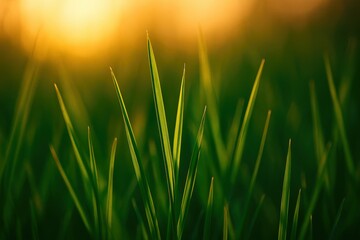 Fototapeta premium Vibrant green grass at sunset creating a serene atmosphere in nature's landscape