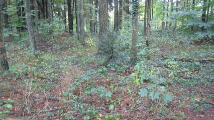 forest in the forest