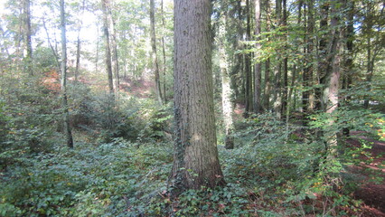 Obraz premium forest in the morning