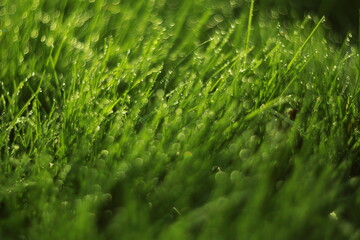 Lush Green Grass Covered in Dewdrops Shine Beautifully in the Morning Light of Dawn